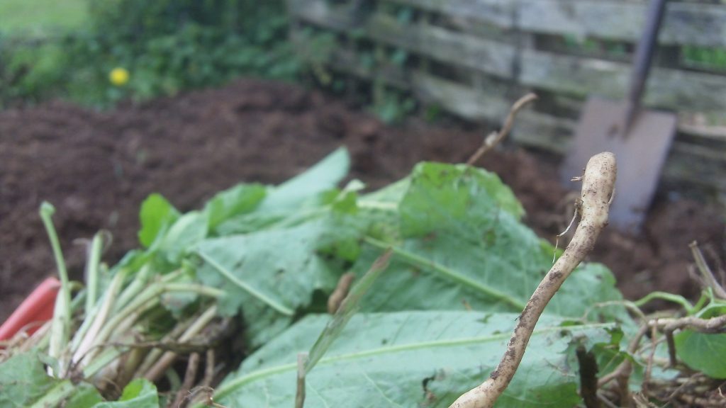 in focus bindweed root out of focus dug bed