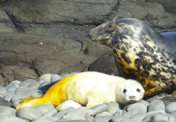 Seals cub with dye marking 