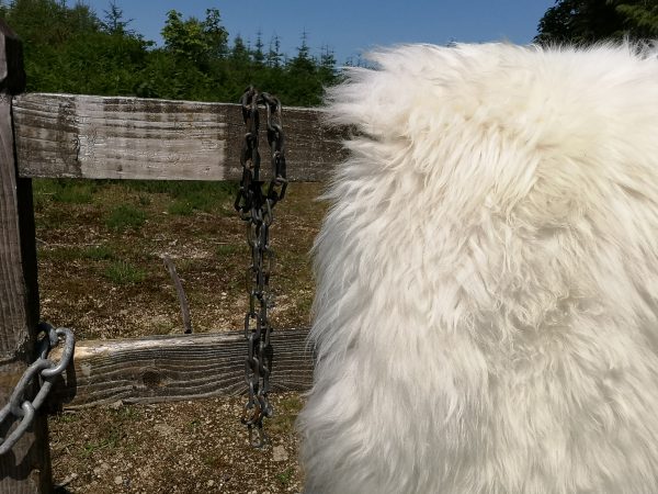shetland sheepskin hung on a gate