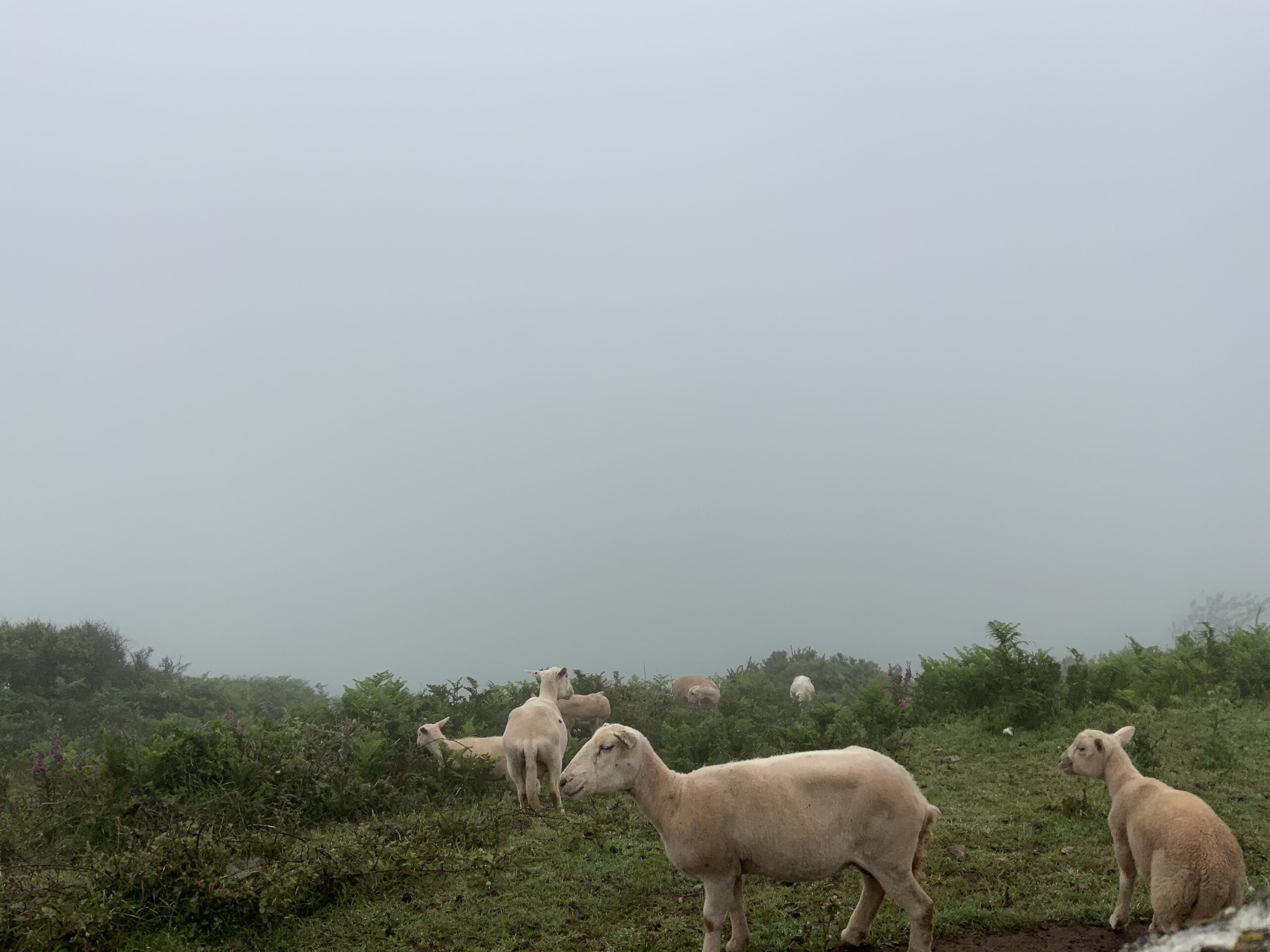 Sheep stood on steep ground in fog