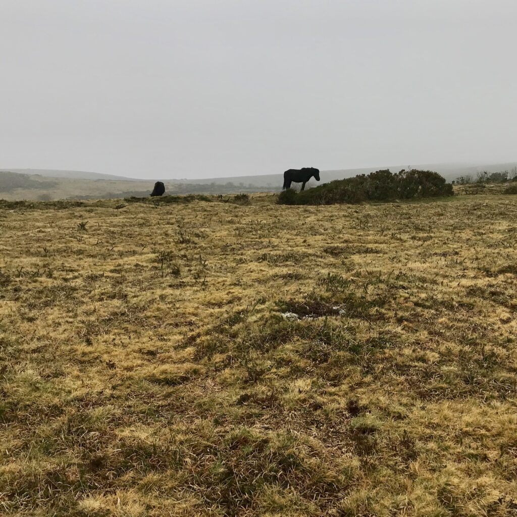 horse gazes at ground on desolate moorland