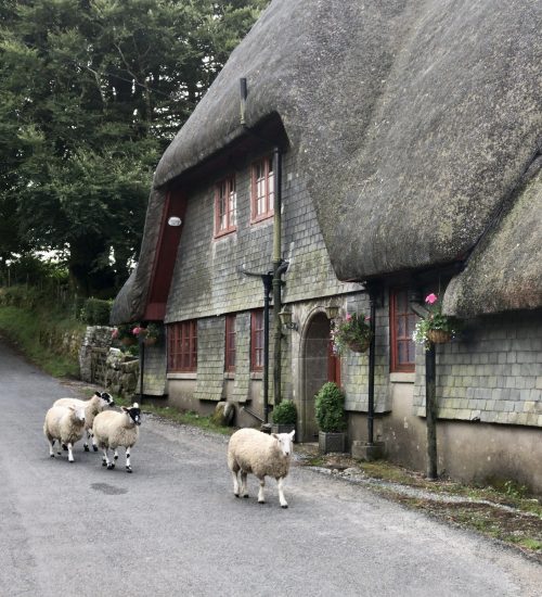 sheep walk past thatched cottage