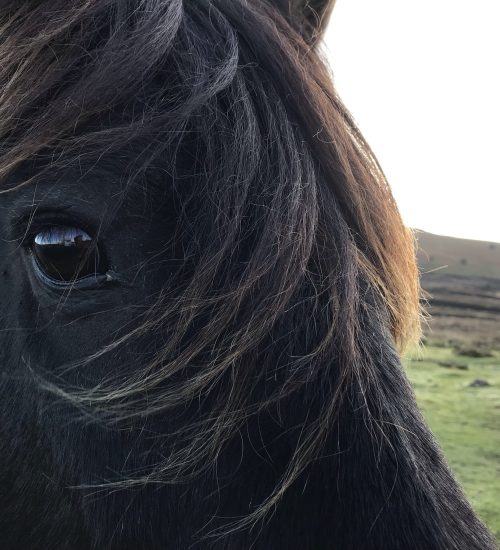 dartmoor pony close up eye