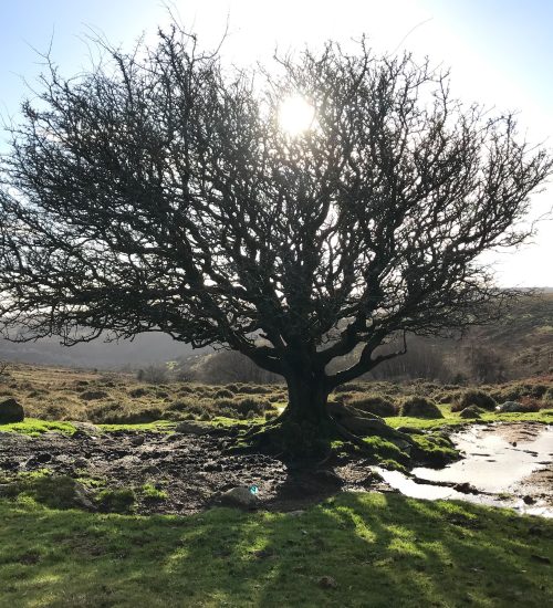 sun through tree on Dartmoor
